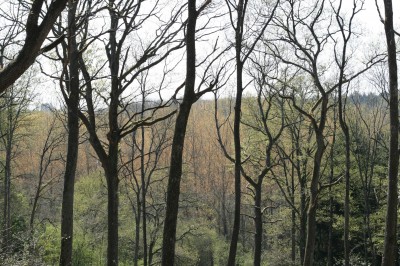 Filière Forêt Bois