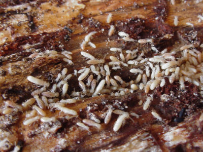 ctba termites