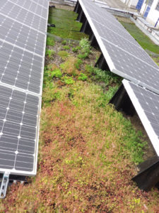 Toiture végétalisée photovoltaïque étanchéité pour toiture terrasse
